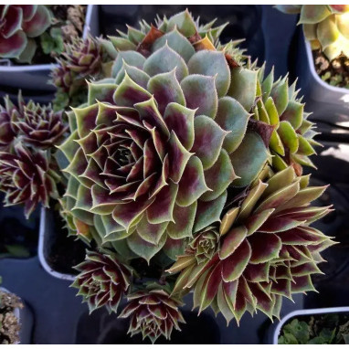 Sempervivum COLOROCKZ 'Coconut Crystal' | Achat direct au producteur