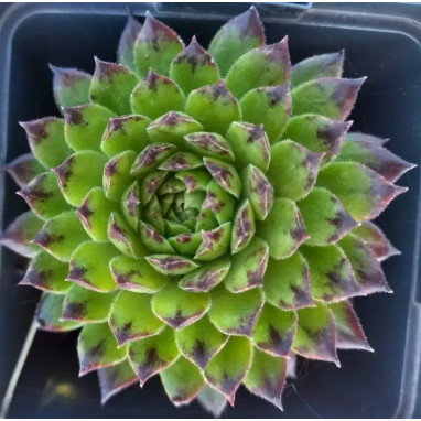 Sempervivum COLOROCKZ 'Emerald Swirl' | Achat direct au producteur