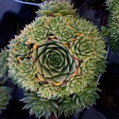 Sempervivum COLOROCKZ 'Ruby Lime' - Sempervivum | Achat producteur