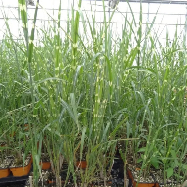 Miscanthus sinensis 'Strictus' - Miscanthus | Achat producteur