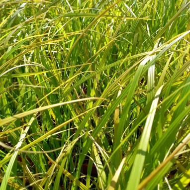 Pennisetum 'Viridescens' - Pennisetum | Achat direct au producteur