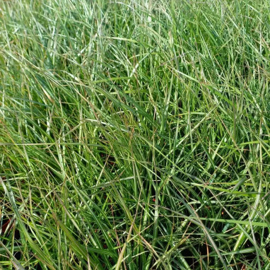 Calamagrostis x acutiflora 'Avalanche' | Achat direct au producteur