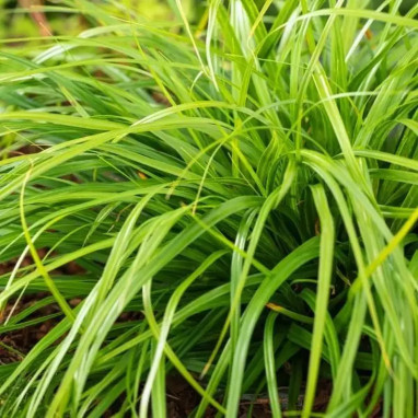 Carex oshimensis 'Evergreen' - Carex | Achat direct au producteur