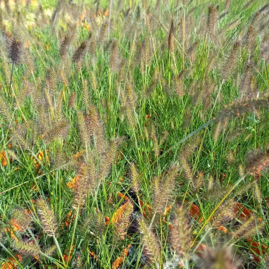 Pennisetum alopecuroides 'Gelbstiel' | Achat direct au producteur