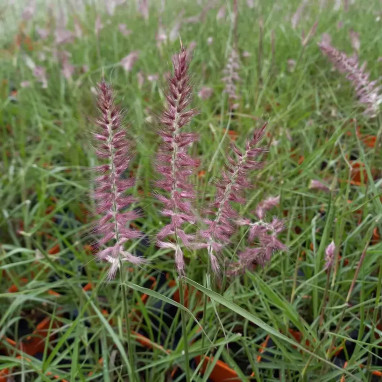 Pennisetum orientale 'Karley Rose' | Achat direct au producteur