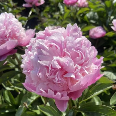 Pivoine 'Lady Anna' - Paeonia lactiflora | Achat direct au producteur