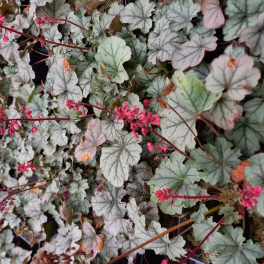 Heuchera LITTLE CUTIES 'Shimmer' - Heuchera | Achat producteur