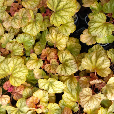 Heuchera 'Champagne' - Heuchera | Achat direct au producteur