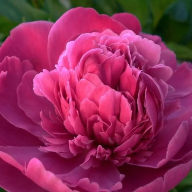 Paeonia lactiflora 'Jadwiga' - Pivoine | Achat direct au producteur