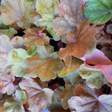 Heuchera 'World Caffe Arabica' - Heuchera | Achat direct au producteur
