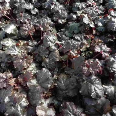 Heuchera World Caffe Expresso - Heuchera | Achat direct au producteur