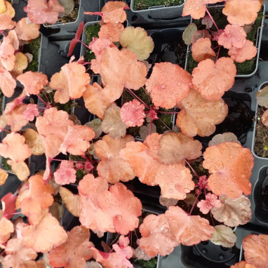 Heuchera 'World Caffe Vienna' - Heuchera | Achat direct au producteur