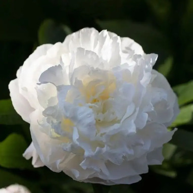 Pivoine 'Dr F.G. Brethour' - Paeonia | Achat direct au producteur