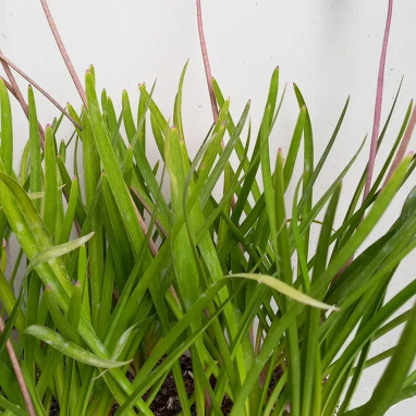 Tulbaghia 'Flamingo' - Tulbaghia | Achat direct au producteur