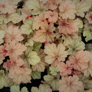 Heuchera 'Happy Peach' - Heuchera | Achat direct au producteur
