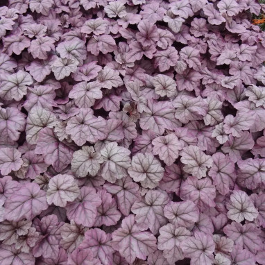 Heuchera 'Wildberry' - Heuchera | Achat direct au producteur