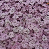 Heuchera 'Wildberry'
