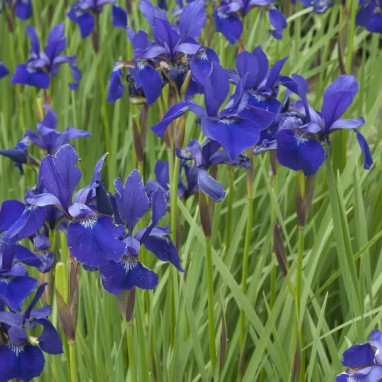 Iris sibirica 'Caesar's Brother' - Iris | Achat direct au producteur
