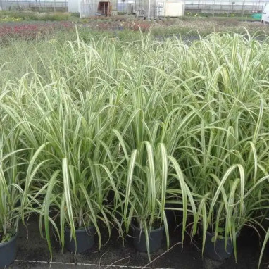 Miscanthus sinensis 'Cabaret' - Miscanthus | Achat producteur