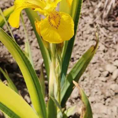 Iris pseudacorus 'Variegata' - Iris | Achat direct au producteur
