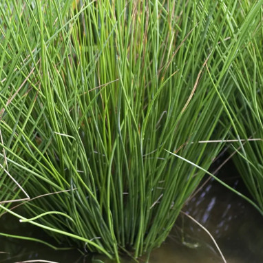 Juncus effusus - Jonc diffus | Achat direct au producteur