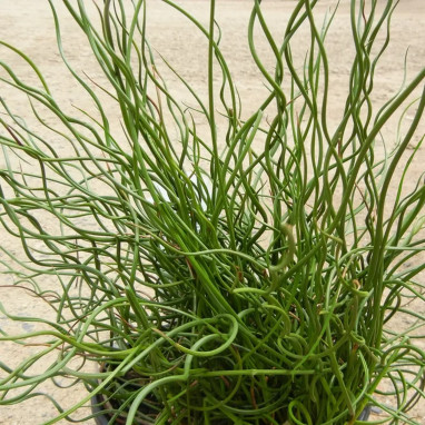 Juncus effusus 'Spiralis' - Juncus | Achat direct au producteur