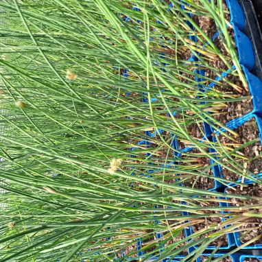 Scirpus lacustris - Schoenoplectus | Achat direct au producteur