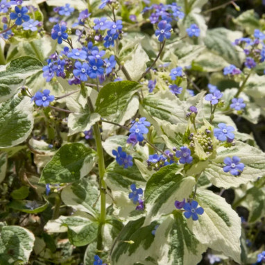 Brunnera macrophylla 'Variegata' | Achat direct au producteur