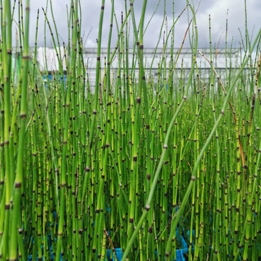 Prêle d'hiver - Equisetum hyemale | Achat direct au producteur