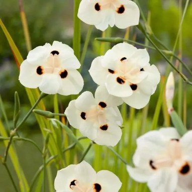 Dietes bicolor - Dietes | Achat direct au producteur