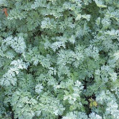 Absinthe - Artemisia absinthium | Achat direct au producteur