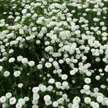 Camomille double 'Ligulosum' - Chamaemelum | Achat producteur