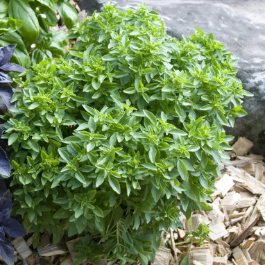 Basilic fin vert 'Fin Vert Nain Compact' - Ocimum | Achat producteur