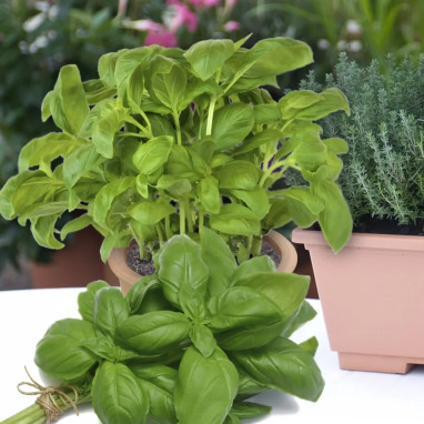 Basilic grand vert 'Emily' - Ocimum basilicum | Achat producteur