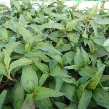 Coriandre vietnamienne 'Halong' - Persicaria | Achat direct au producteur