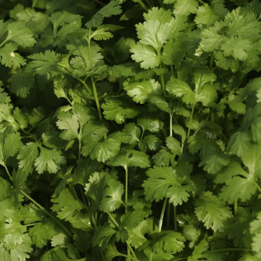 Coriandre 'Caribe' - Coriandrum sativum | Achat direct au producteur