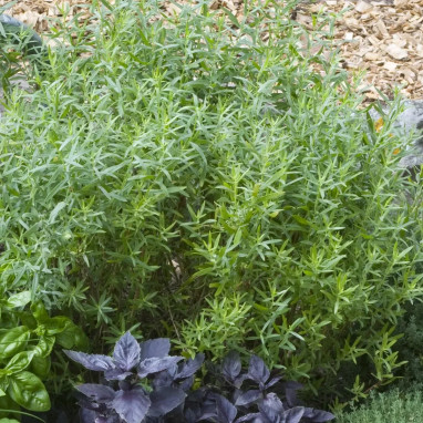 Estragon 'Pfefferkorn' - Artemisia | Achat direct au producteur