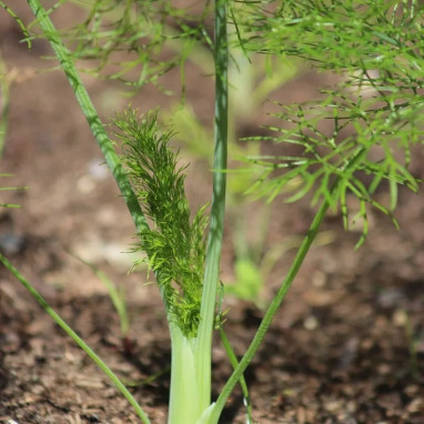 Fenouil vert - Foeniculum vulgare | Achat direct au producteur