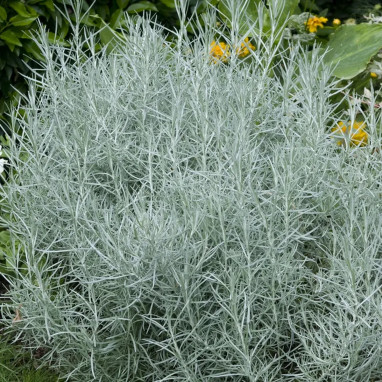 Herbe à curry naine - Helichrysum italicum | Achat producteur