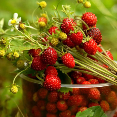 Fraise des bois 'Alexandria' - Fragaria | Achat direct au producteur