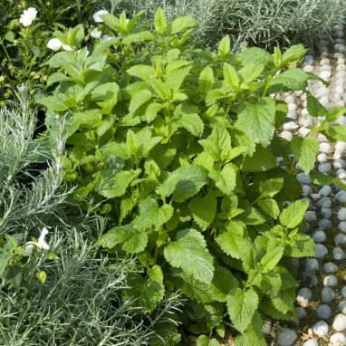 Menthe verte Nous On Sème - Mentha spicata | Achat producteur