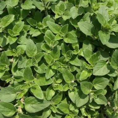Marjolaine 'Aromata' - Origanum vulgare | Achat direct au producteur