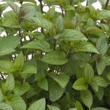 Menthe chocolat - Mentha x piperita | Achat direct au producteur