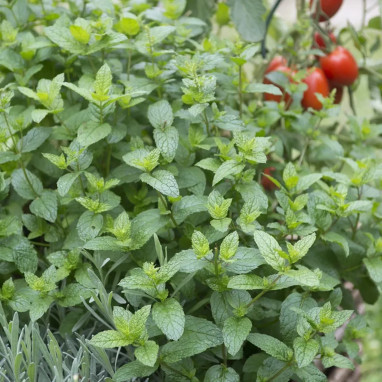 Menthe citron - Mentha × piperita | Achat direct au producteur