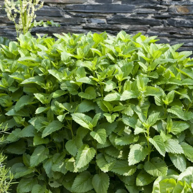 Menthe fraise - Mentha spicata | Achat direct au producteur