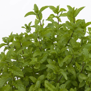 Menthe marocaine 'Moroccan' - Mentha | Achat direct au producteur