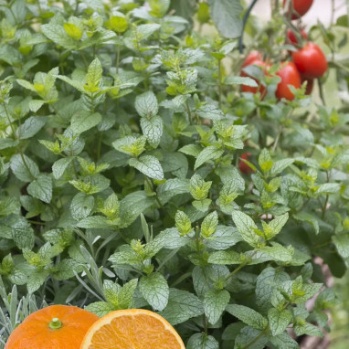 Menthe orange - Mentha x piperita | Achat direct au producteur