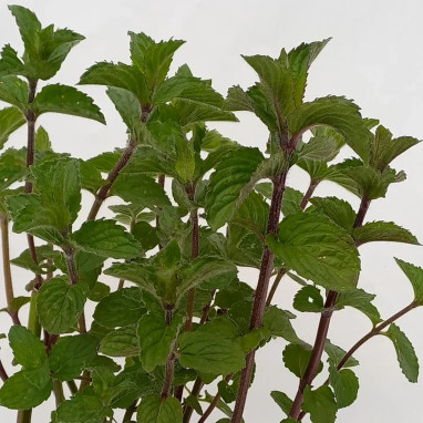 Menthe réglisse - Mentha x piperita | Achat direct au producteur