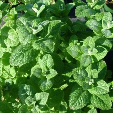 Menthe pomme - Mentha rotundifolia | Achat direct au producteur