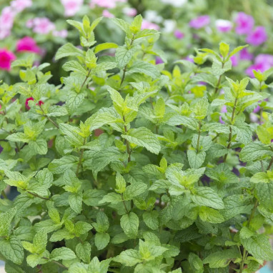 Menthe poivrée - Mentha x piperita | Achat direct au producteur